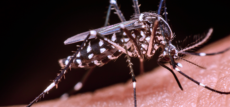 Saiba a diferença entre Dengue, Zika e Chikungunya
